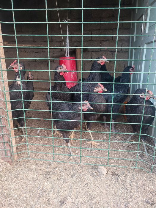 Домашний хуроз товукла заказга тозалаб берамиз