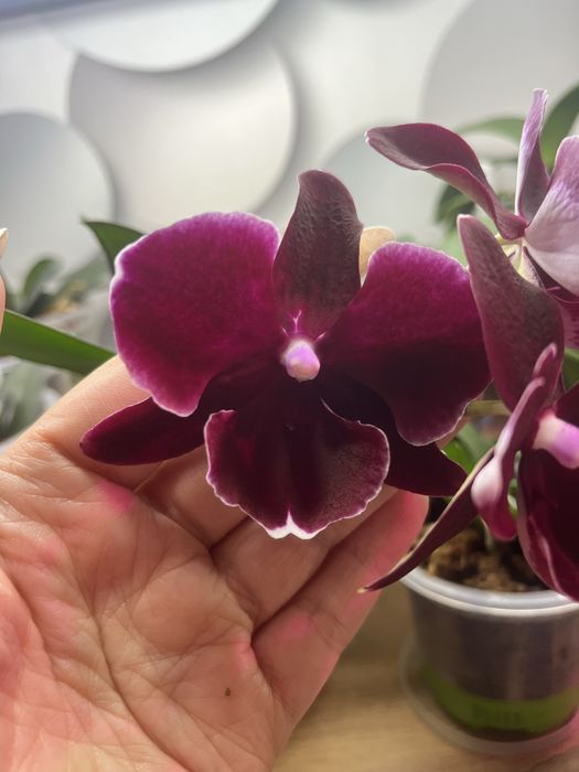Продам красивую орхидею