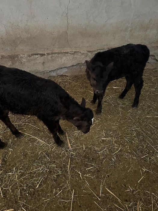 Продам бычки Хороший породы