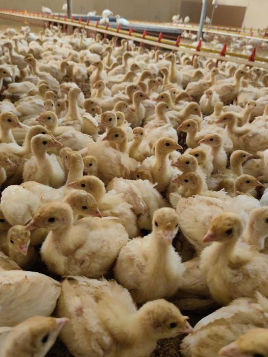 Пуйки Бройлери С.Ивански