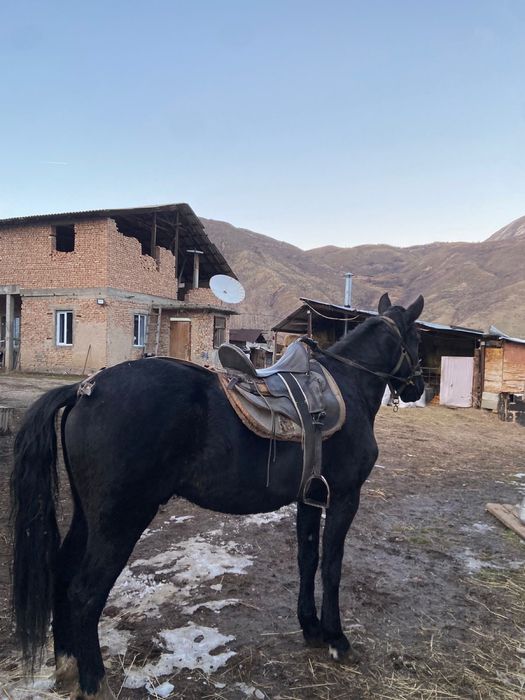 Продаётся ездовой жеребец