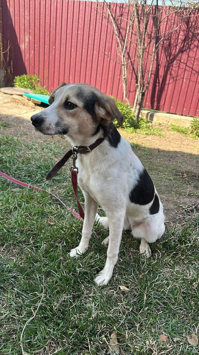 Очень добрые собачки