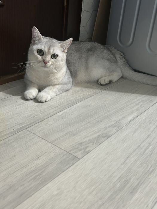 На вязку кот британец