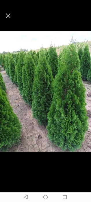 Tuia, Brazi, Mesteacăn, Tei, Catalpa, Arțar japonez