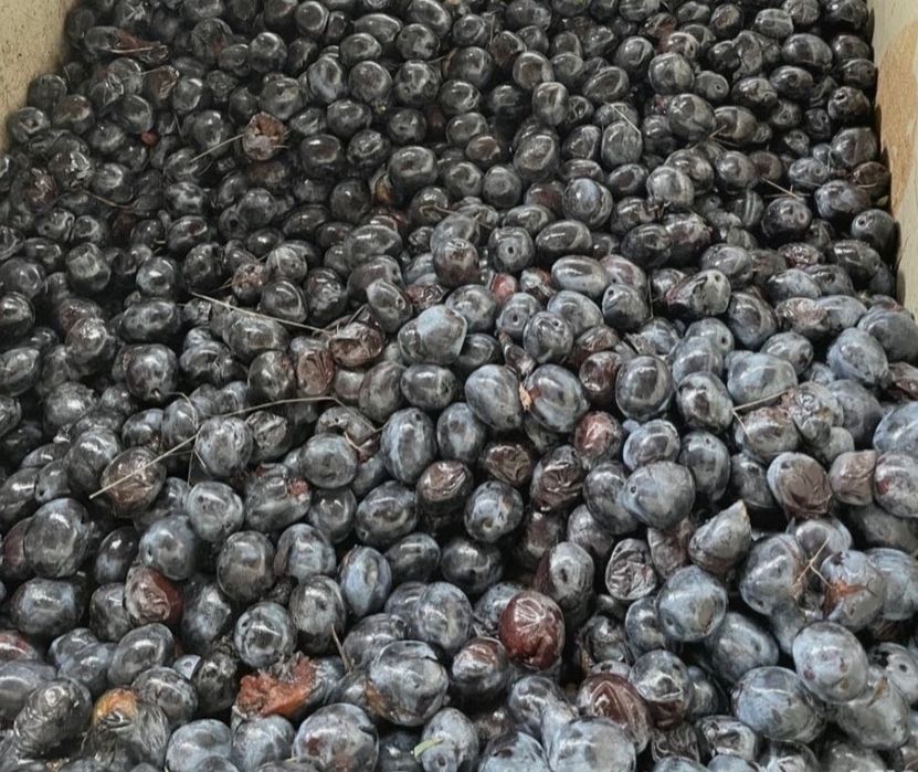 Prune 1. 60. Kg Tatarani   0731750592