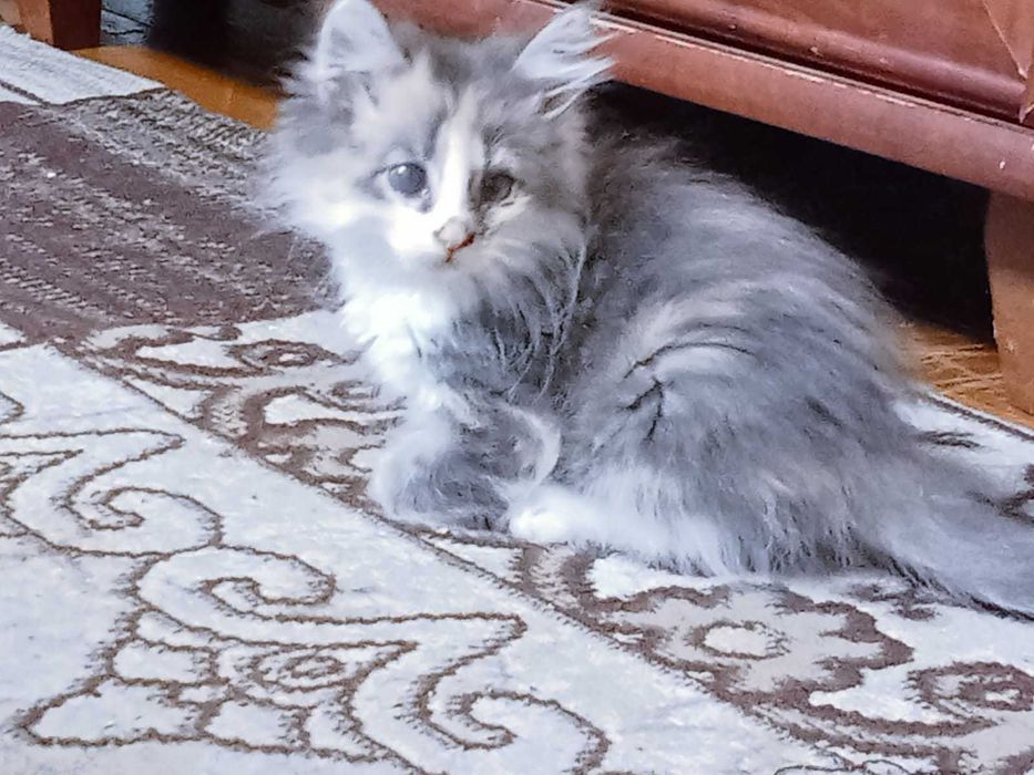 Отдам котят в хорошие руки