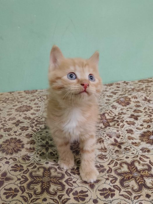 Отдам котят в добрые руки