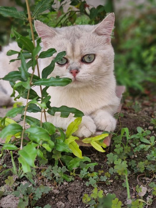 Серебристый шиншила для Вязки