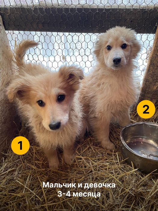 Дарим щенят