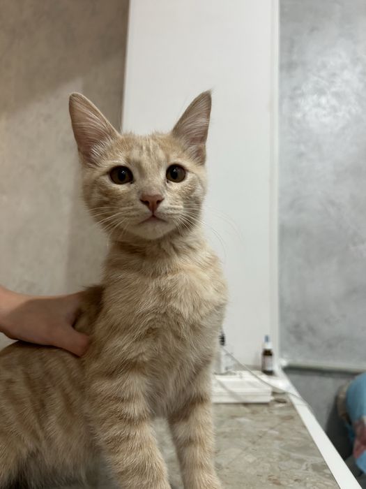 Еркек мысык сатылады