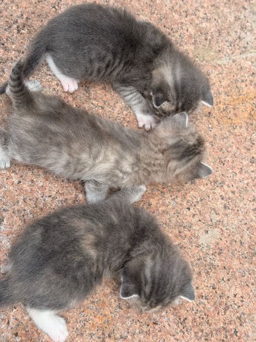 Продам кошек в хорошие руки
