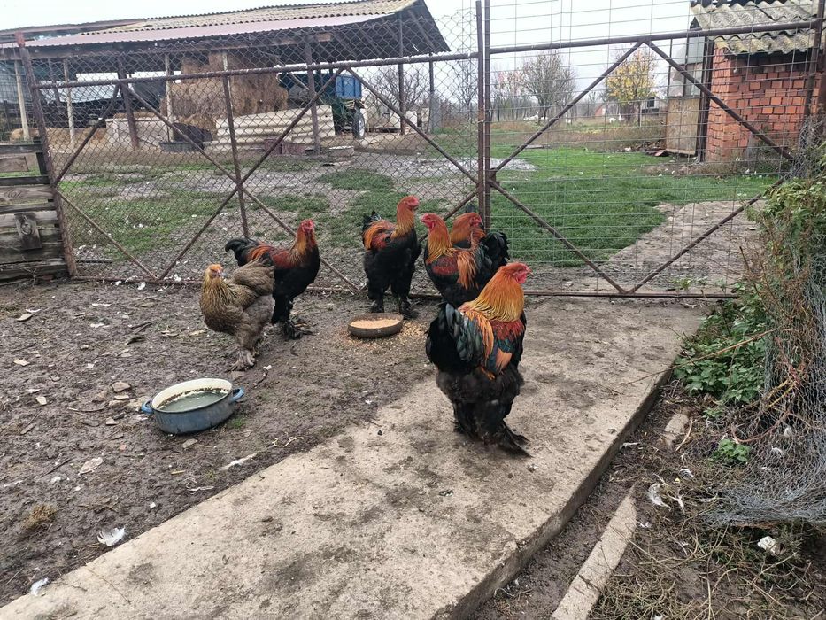 Gâscani cu moț, cocoși brahma potârnichiu