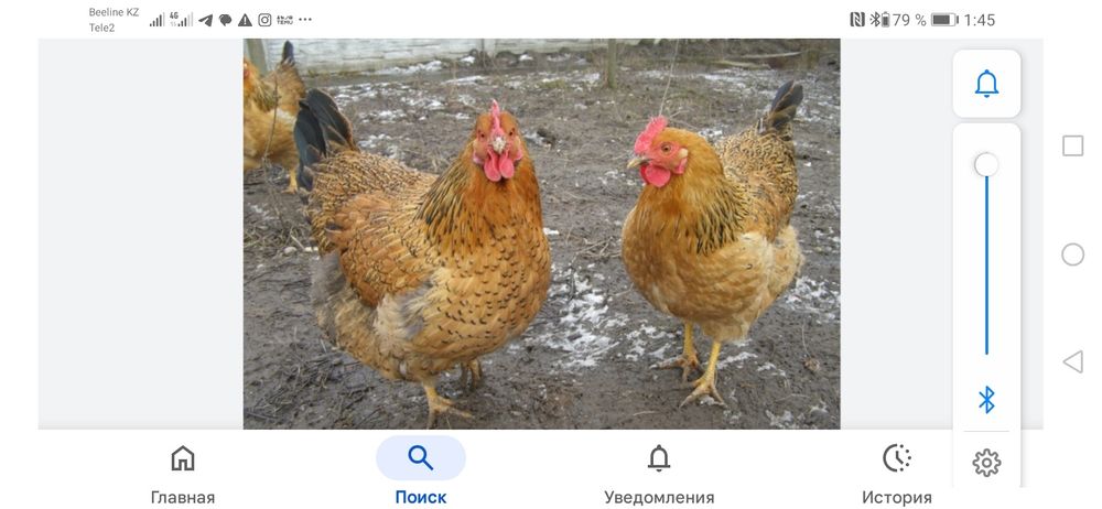 Инкубационные яйца