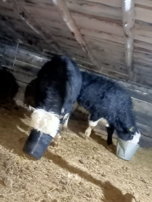 Продам бычки с откорм