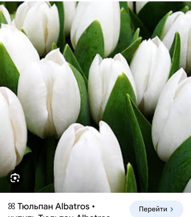 Тюльпаны оптом с теплицы