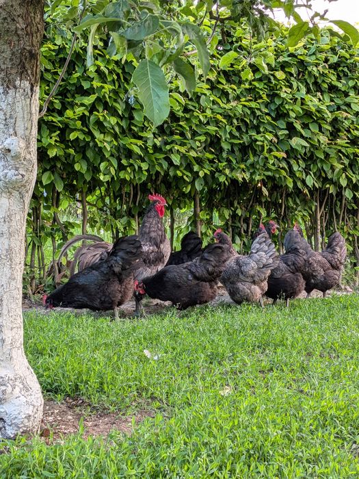Familie Australorp negru