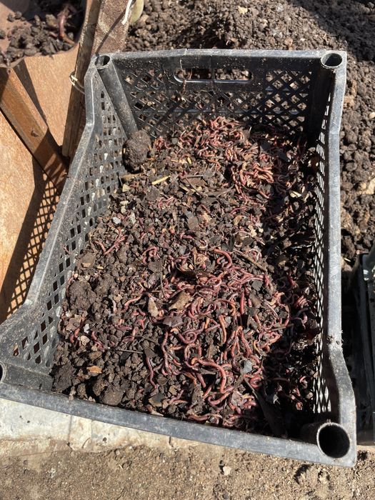 Biogumus  2000 soʻm