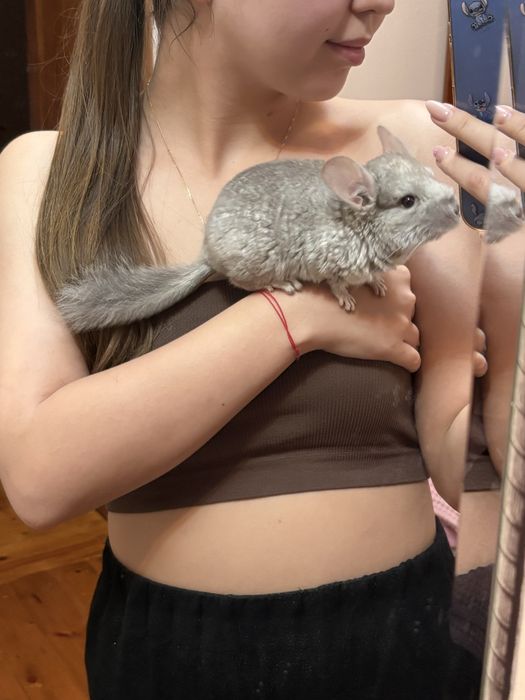 Продаётся шиншилла