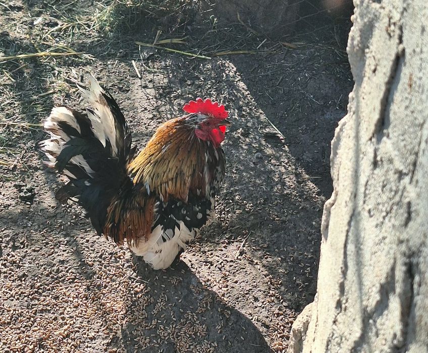 Vand o pereche de cocchina pitic