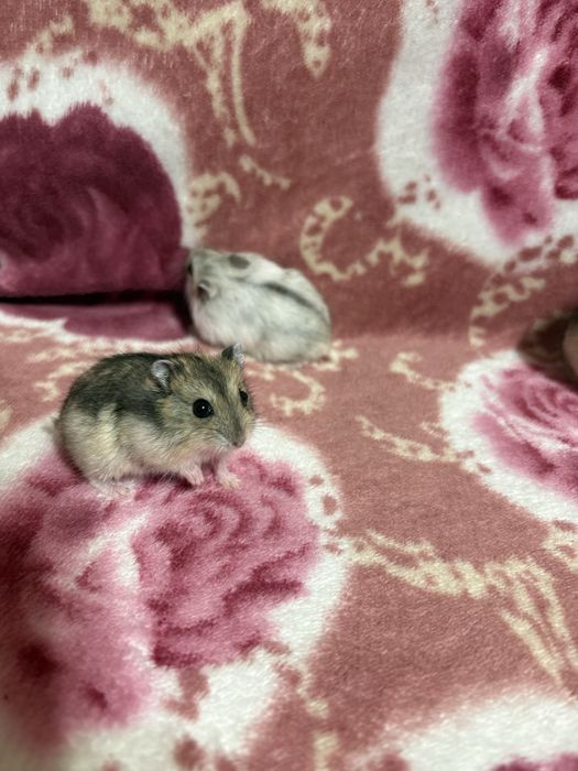 Vând pui de hamsteri pitici