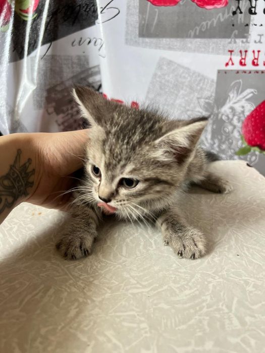 Отдам котят в добрые руки