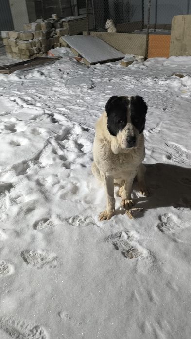 Алабай продается