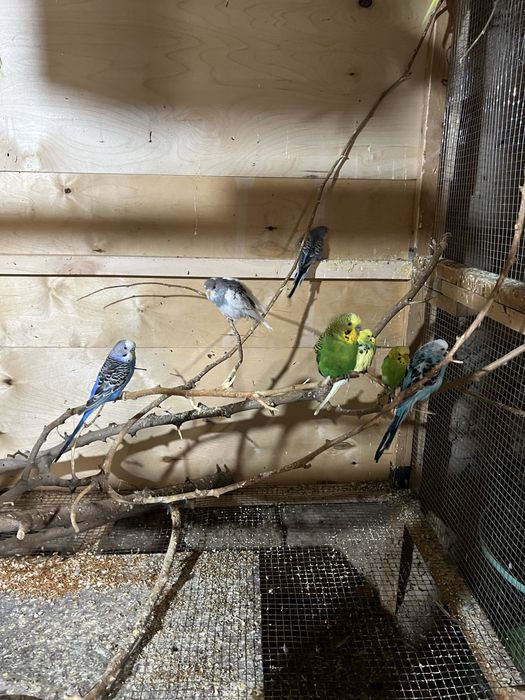 Toti valnisti sotiladi