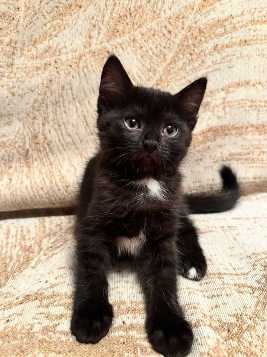 Отдам котят в добрые руки