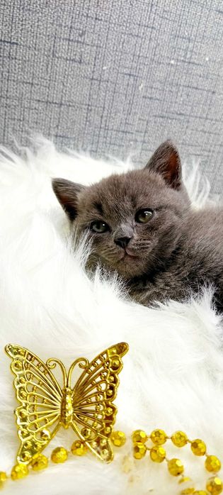 Скоттиш-страйт зотдор соглом 2 ойли мушукча!