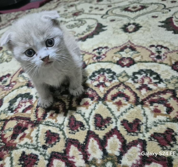 Сладкие котята в добрые руки