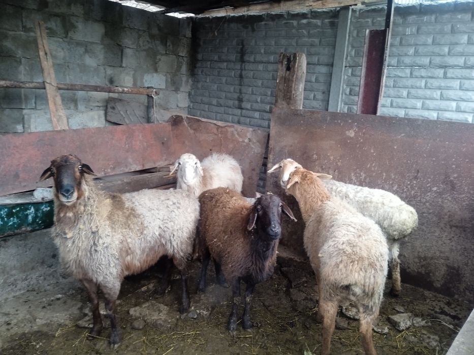 Кой сатылады саулык, тусак