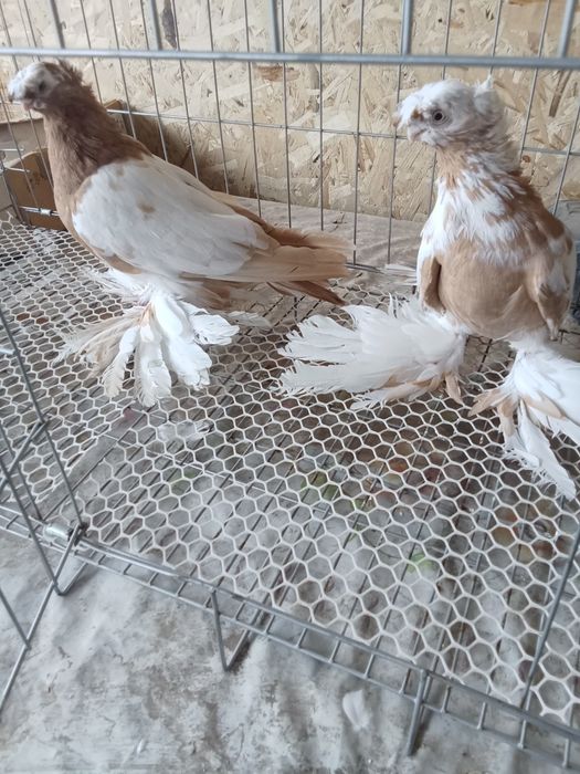 Продам голубей хороших
