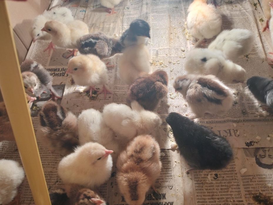 Балапандар !!7273