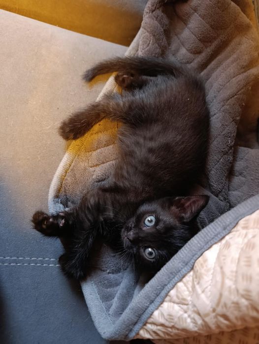 Дарю котят с доставкой