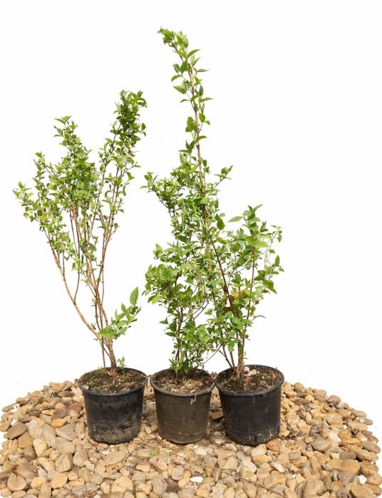 Deutzia - arbust ornamental