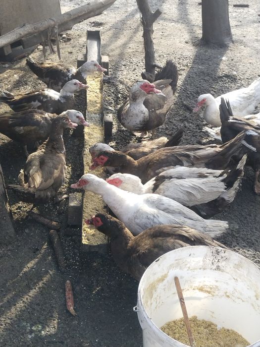 Продам Индоуток...