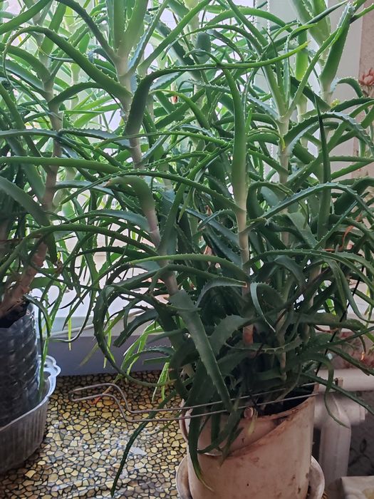 Алоя. столетник.