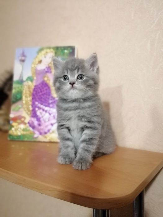 Шотландские котята