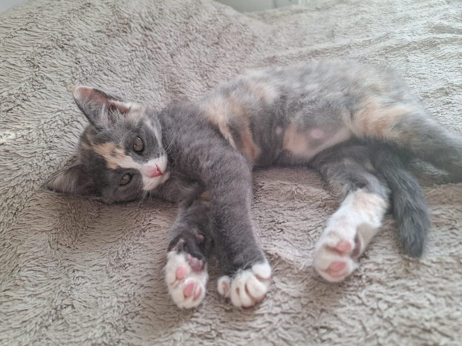 Котенок бесплатно