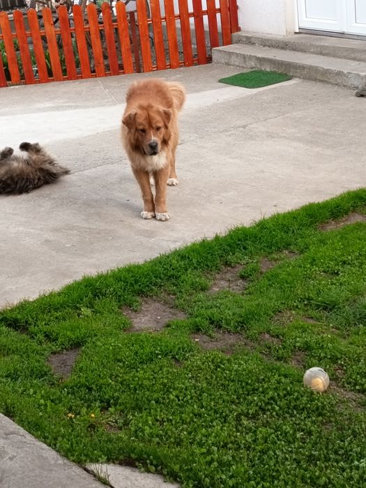 Donez câine foarte cuminte și prietenos cu oamenii nu este agresiv