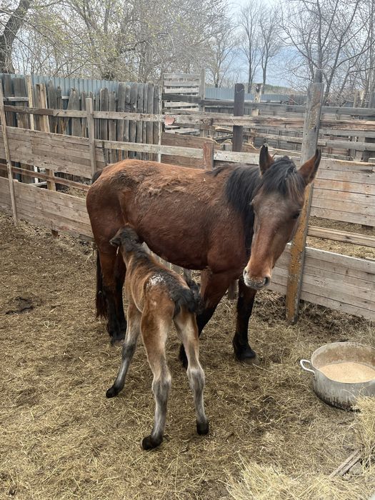 Бие құлынымен Кабыла