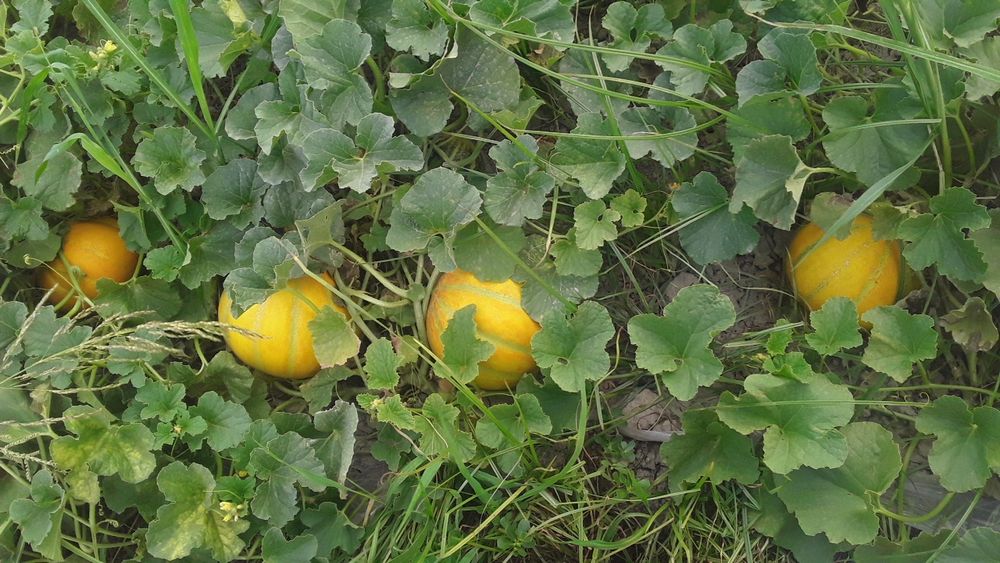 Qovun uruģlar bor ishonchli