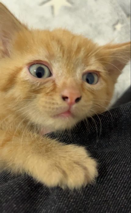 Отдам 4 рыжих котят в добрые руки