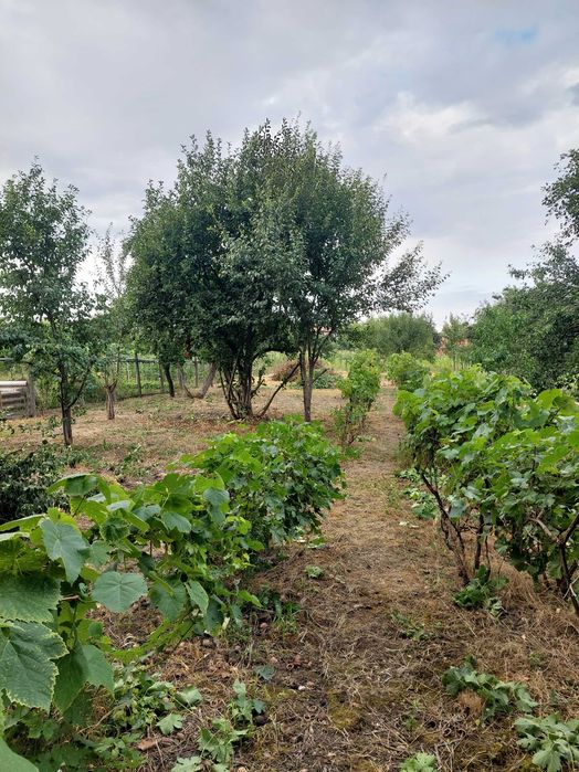Casa spatioasa cu gradina si mult potential in podgoriile Aradului