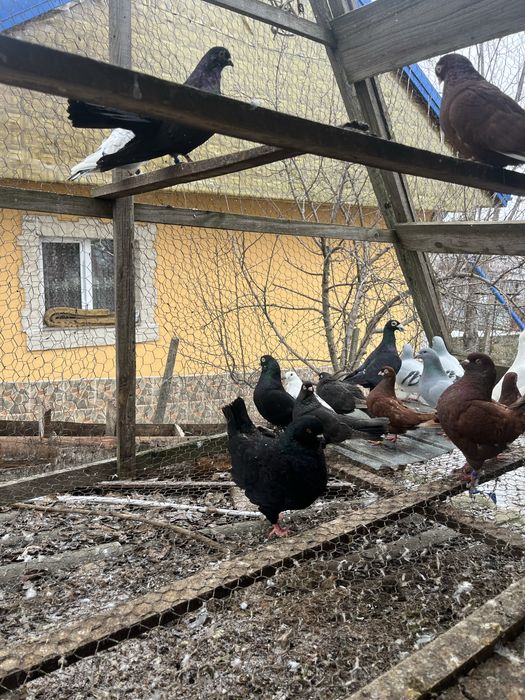 Porumbei diferite rase