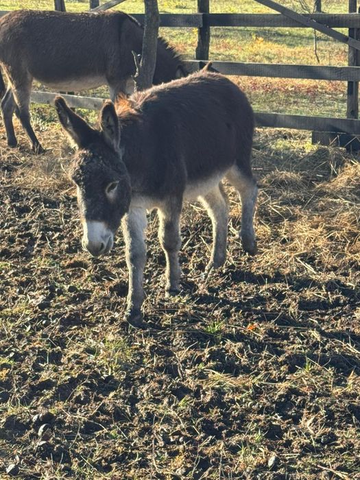 Vând magar de 1an 6 luni