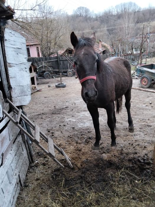 Iepe de vanzare Mehedinți