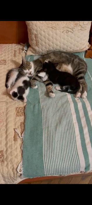 Котета търсят дом