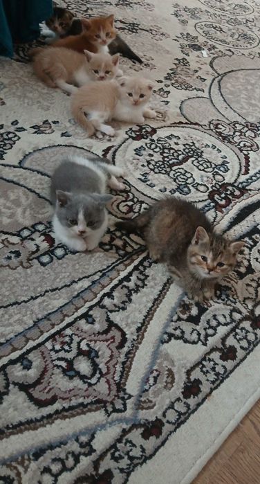 Котята . Mushukchalar