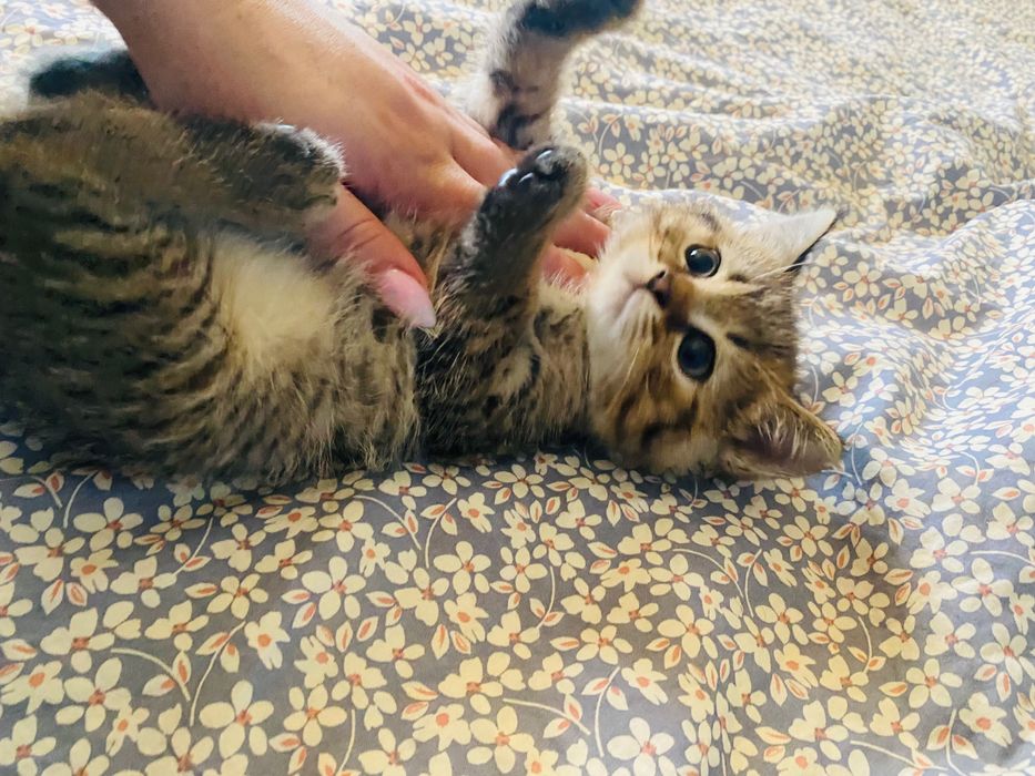 Британски късокосмести котета